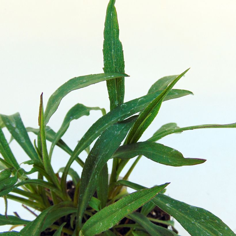 Aster novi-belgii Marie Ballard (Foliage)