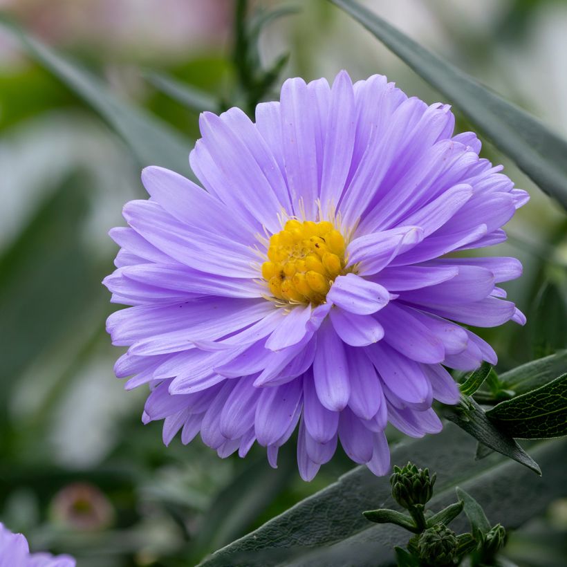 Aster novi-belgii Marie Ballard (Flowering)