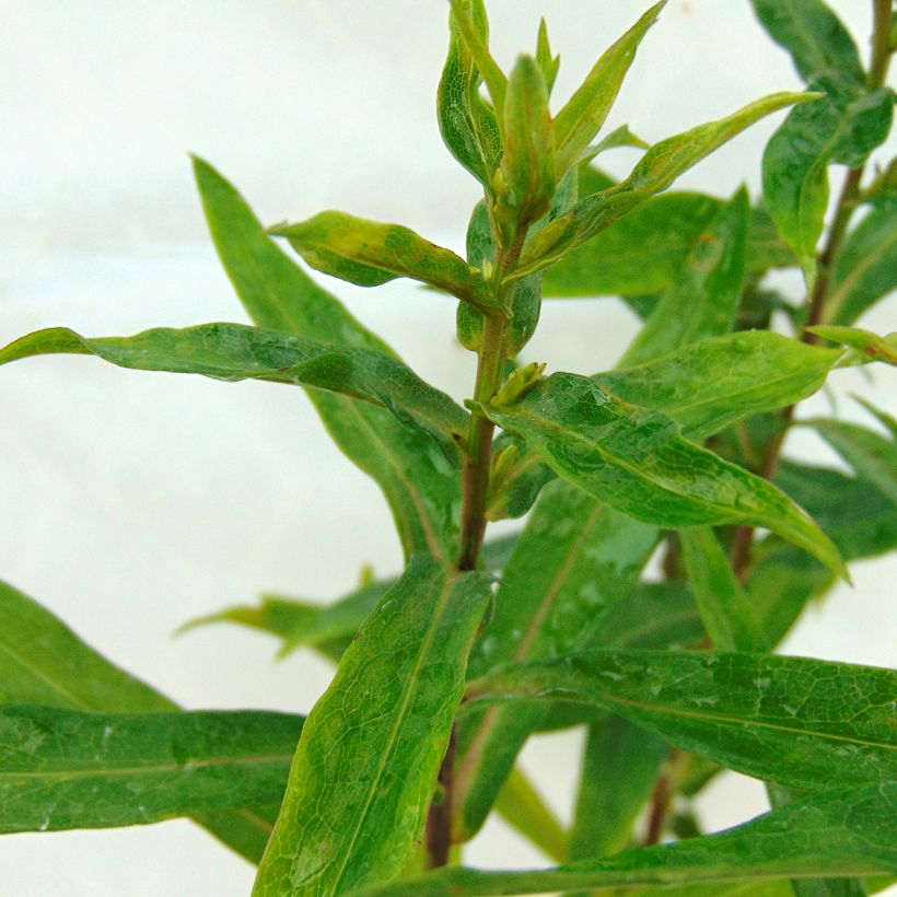 Aster novi-belgii Patricia Ballard (Foliage)