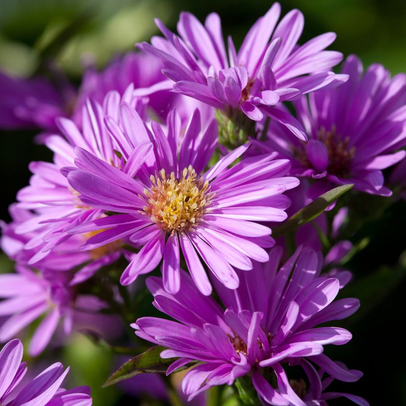 Aster novi-belgii Patricia Ballard (Flowering)