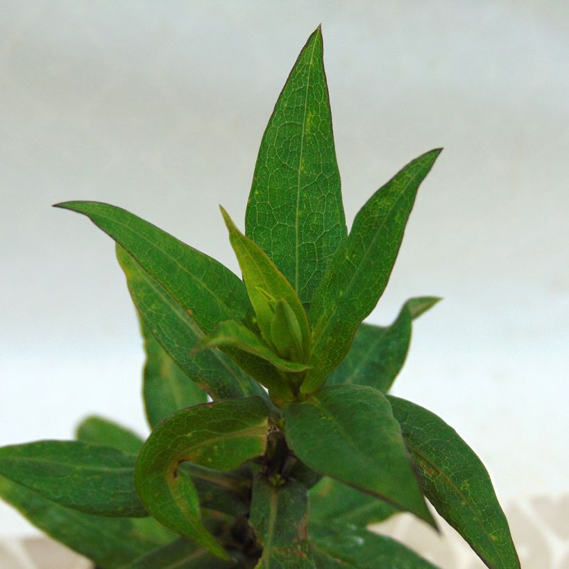 Aster novi-belgii Porzellan (Foliage)