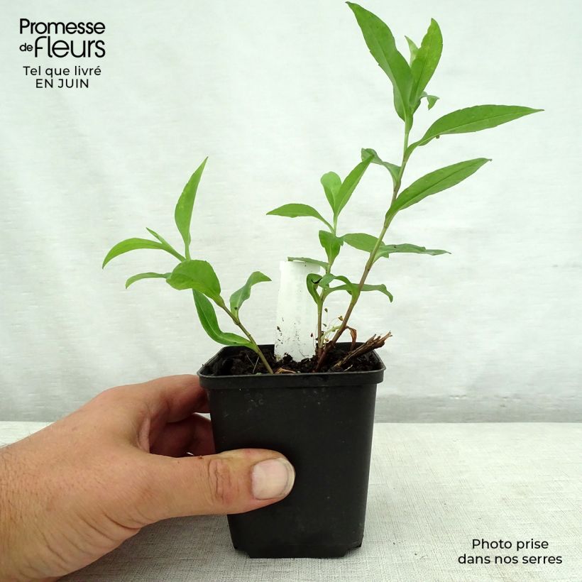 Aster novi-belgii Porzellan 8/9 cm pot sample as delivered in summer
