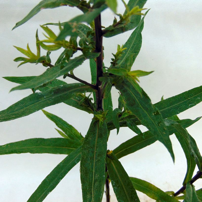 Aster novi-belgii Reitlingstal (Foliage)