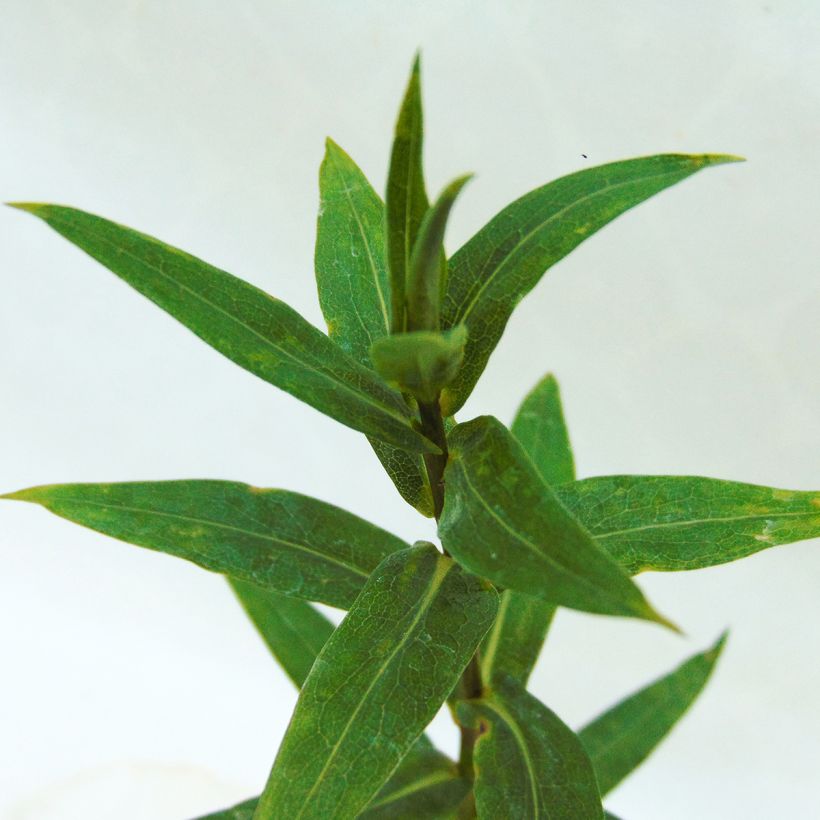 Aster novi-belgii Rosenpompom (Foliage)