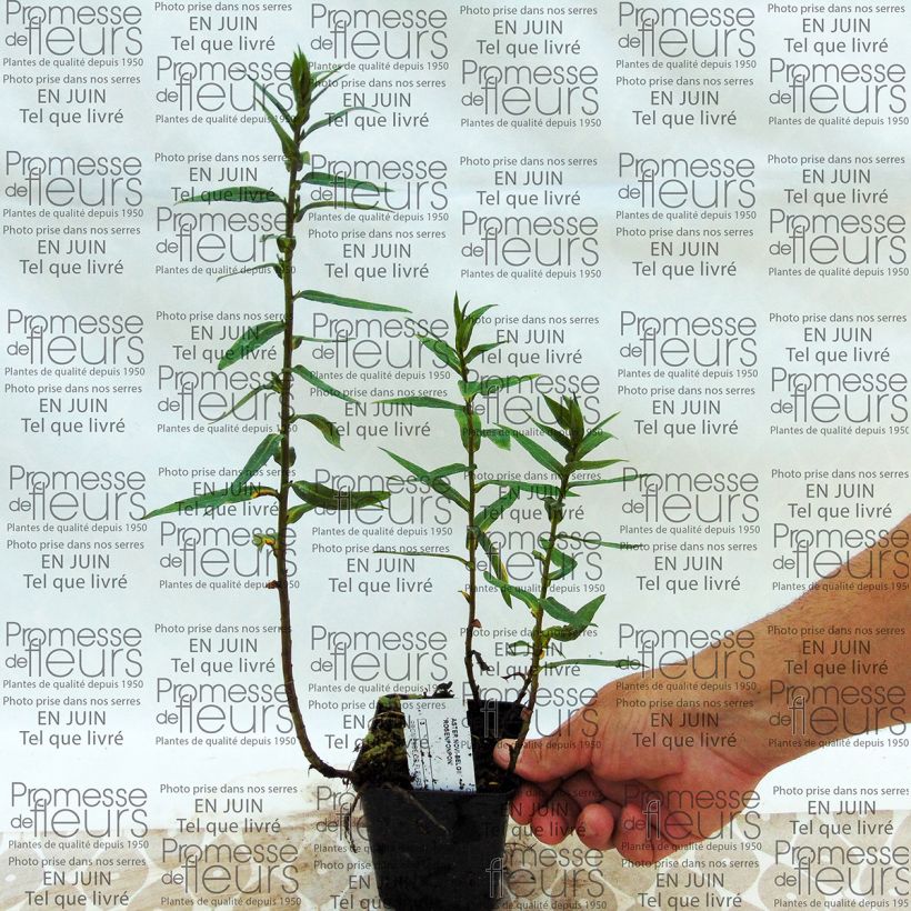Example of Aster novi-belgii Rosenpompom 8/9 cm pot specimen as delivered