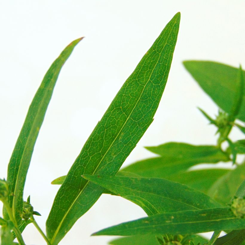 Aster novi-belgii Rosenquarz (Foliage)