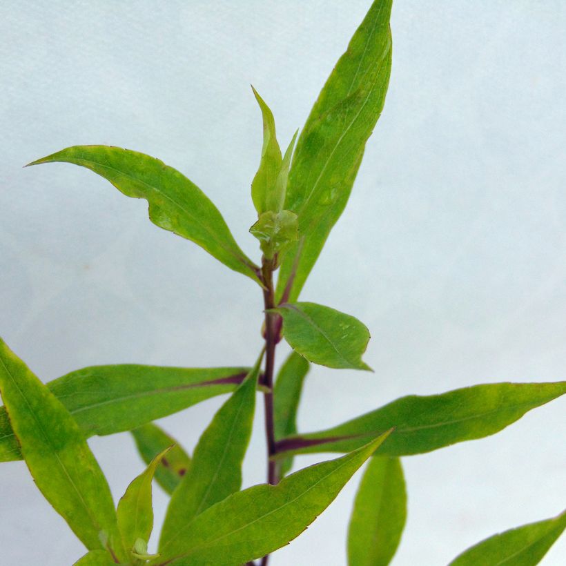 Aster novi-belgii Schone von Dietlikon (Foliage)