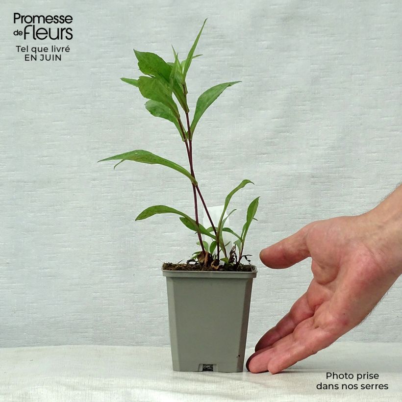 Aster novi-belgii Schone von Dietlikon 8/9 cm pot sample as delivered in summer