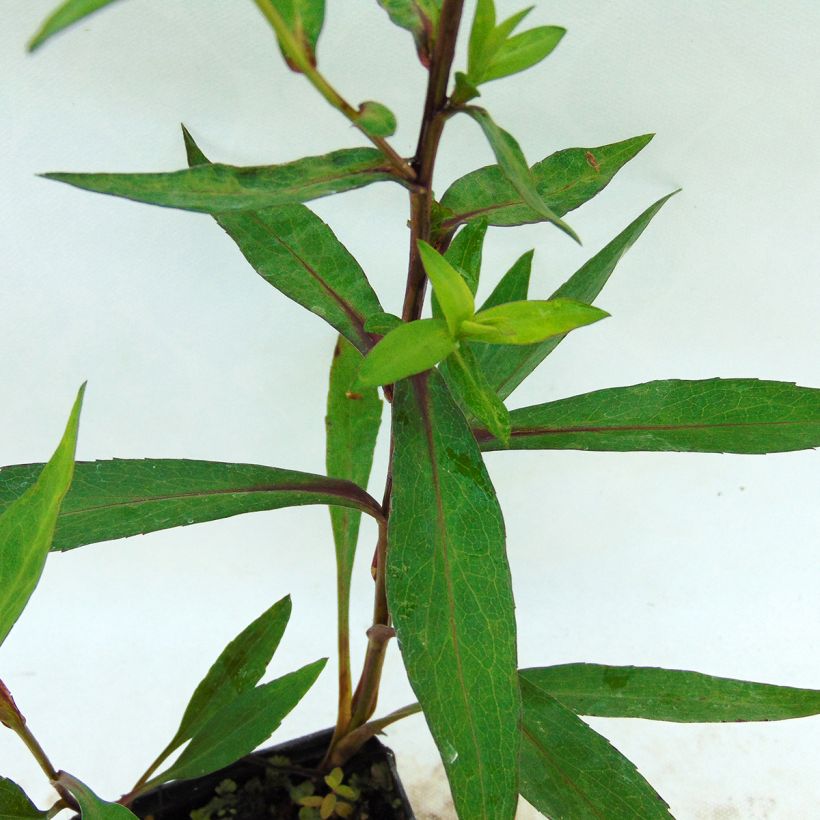 Aster novi-belgii Weisses Wunder (Foliage)