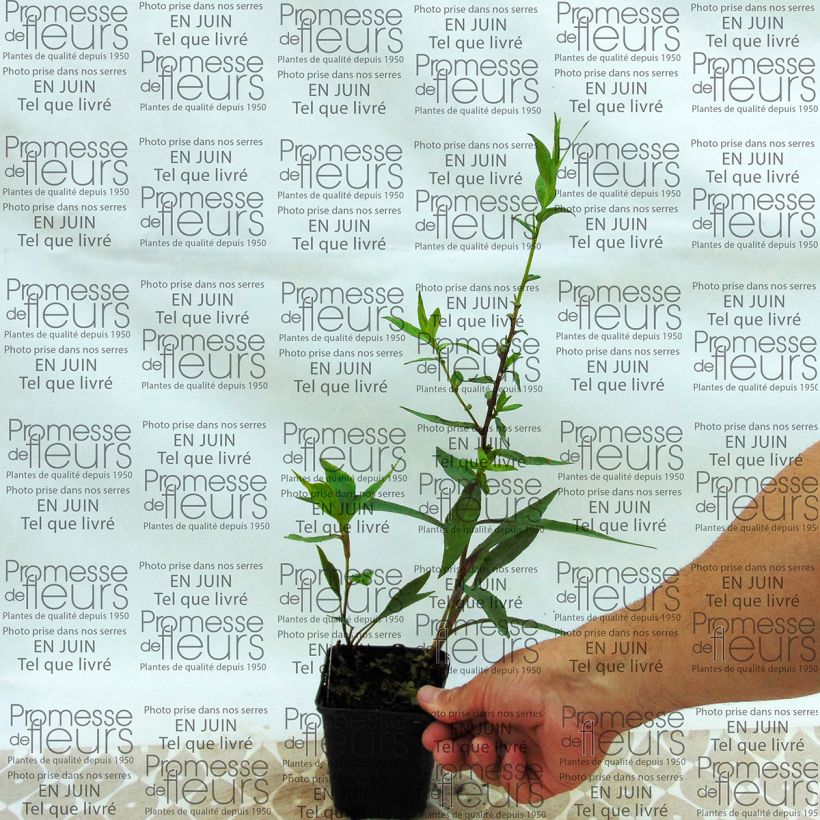 Example of Aster novi-belgii Weisses Wunder 8/9 cm pot specimen as delivered