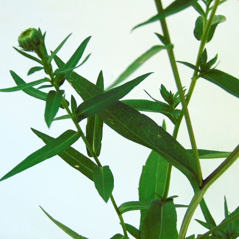 Aster novi-belgii White Ladies (Foliage)