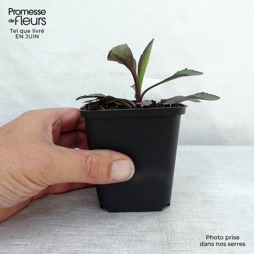 Aster novi-belgii White Ladies 8/9 cm pot sample as delivered in summer