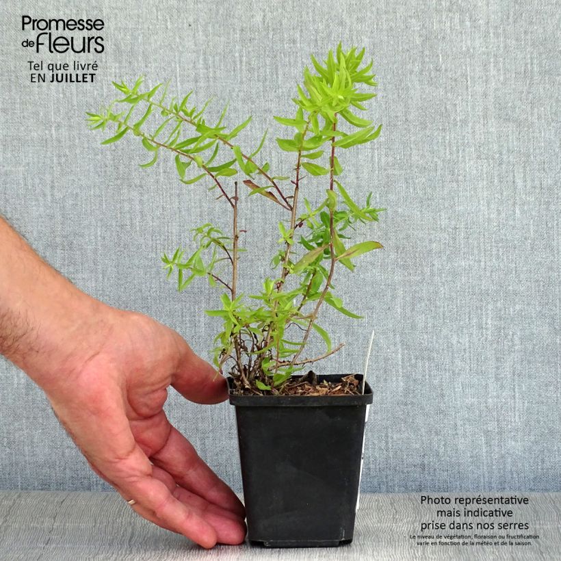 Aster oblongifolius October Skies 8/9 cm pot sample as delivered in summer