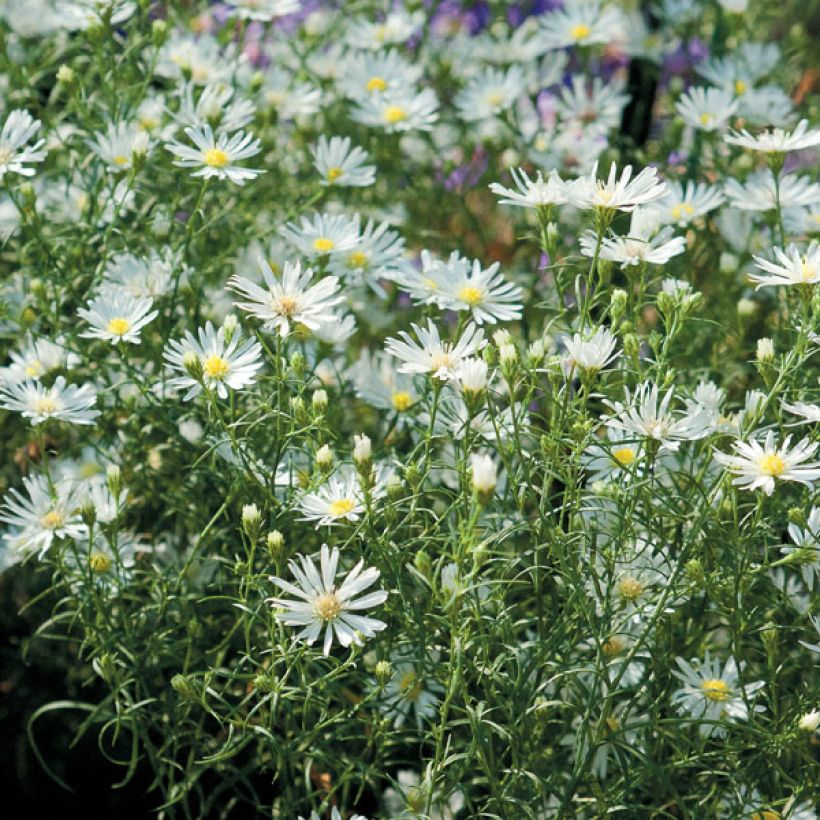 Aster pringlei Monte Cassino (Plant habit)