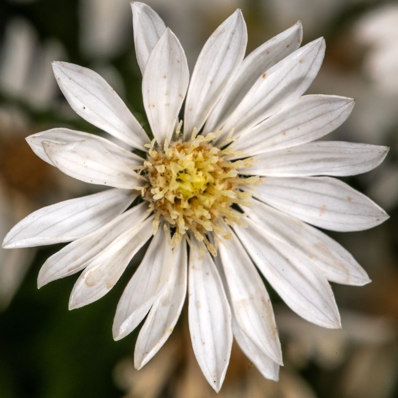 Aster ptarmicoides (Flowering)