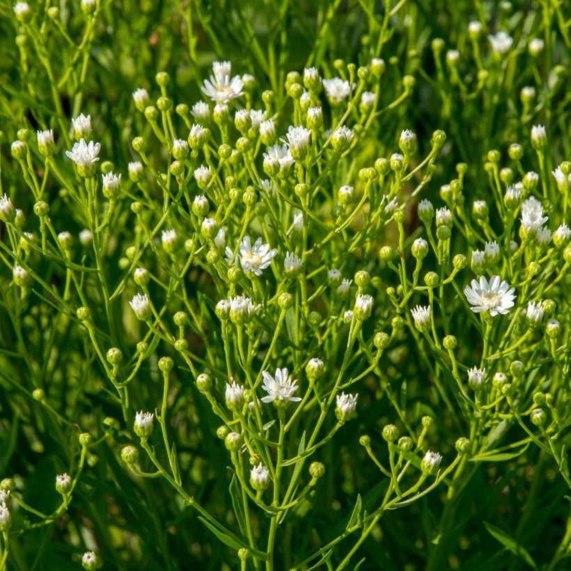 Aster ptarmicoides (Plant habit)