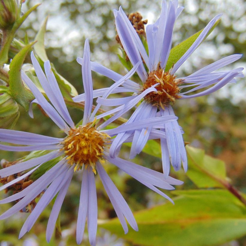 Aster puniceus (Flowering)