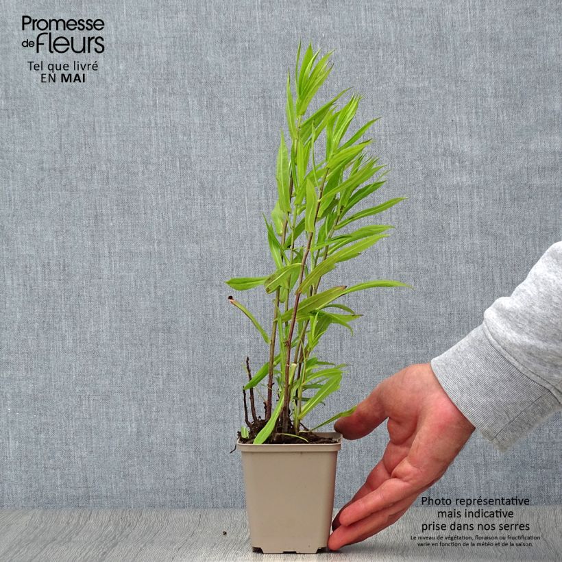 Aster puniceus 8/9 cm pot sample as delivered in spring