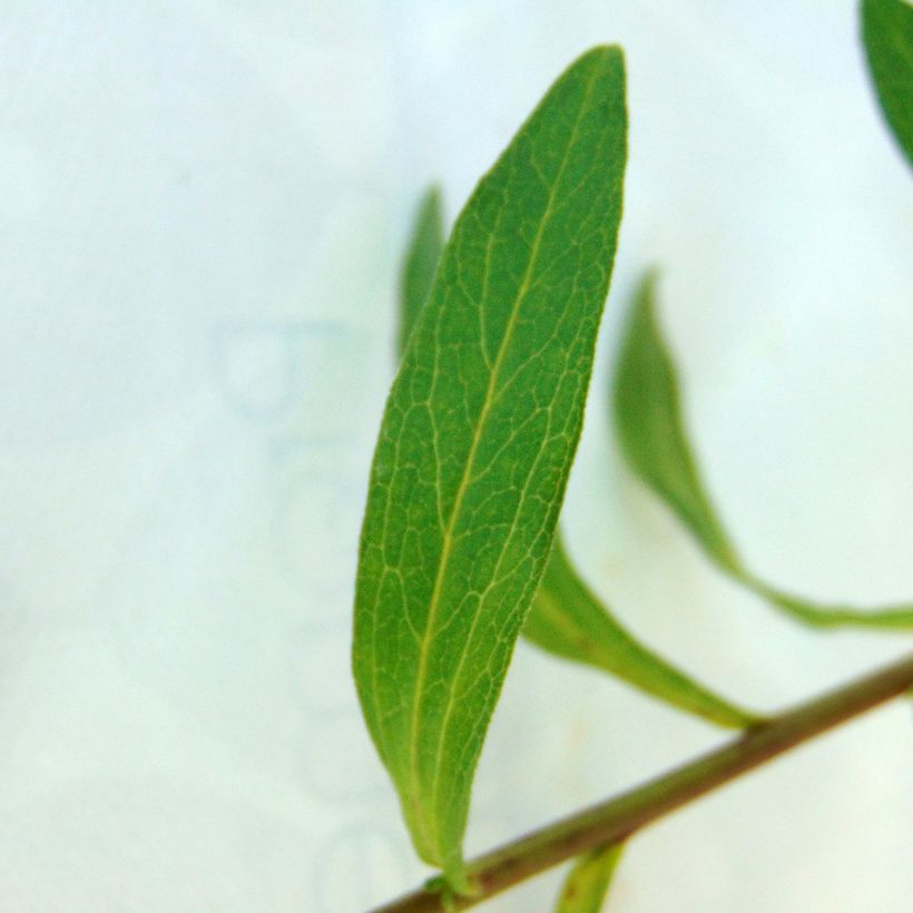 Aster pyrenaeus Lutetia (Foliage)