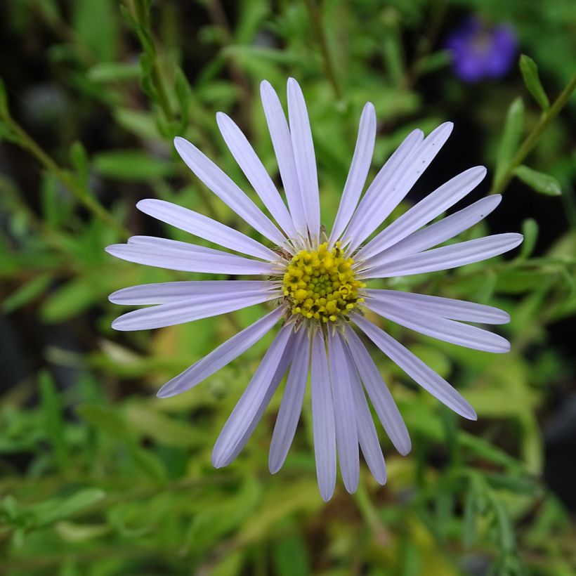 Aster pyrenaeus Lutetia (Flowering)