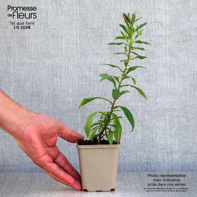 Aster pyrenaeus Lutetia 8/9 cm pot sample as delivered in summer