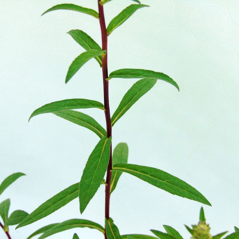 Aster radula (Foliage)