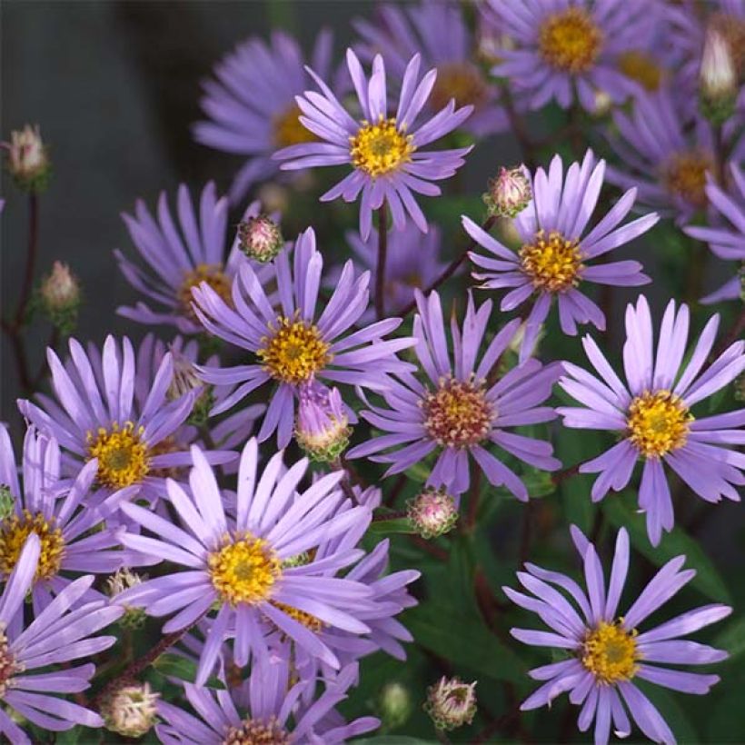 Aster radula (Flowering)