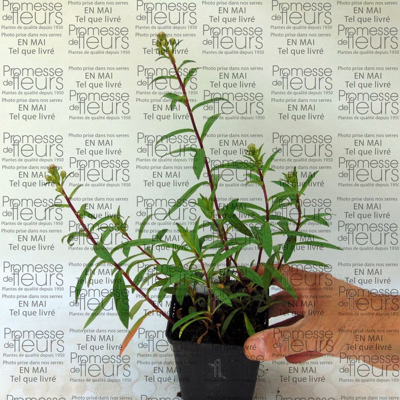 Example of Aster radula 8/9 cm pot specimen as delivered