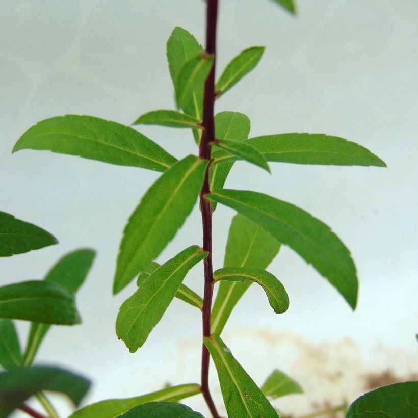 Aster radula August Sky (Foliage)