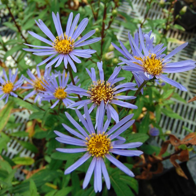 Aster radula August Sky (Flowering)