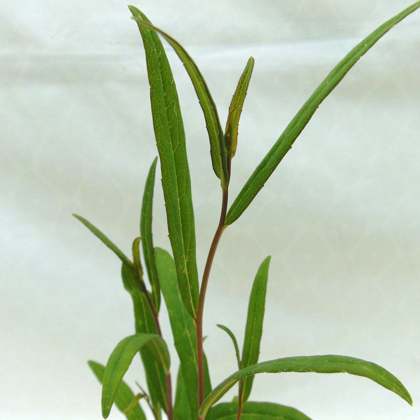 Aster rugulosus Asrugo (Foliage)