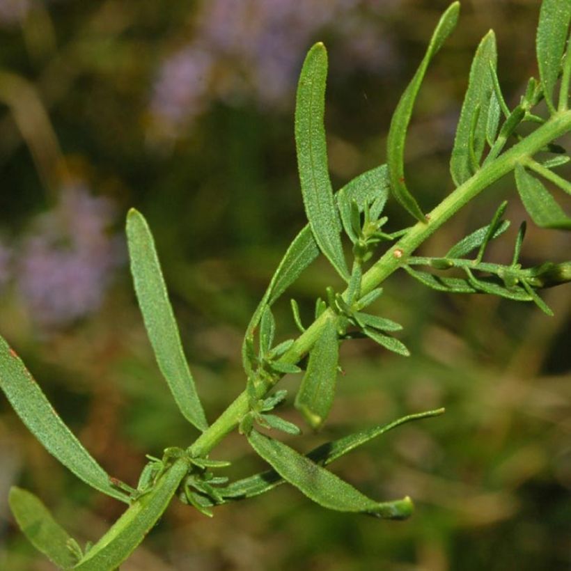 Aster sedifolius - Thick-stemmed Aster (Foliage)