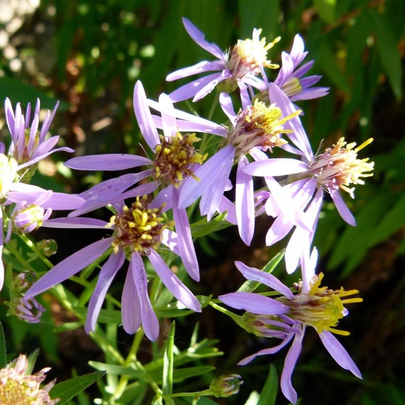 Aster sedifolius - Thick-stemmed Aster (Flowering)