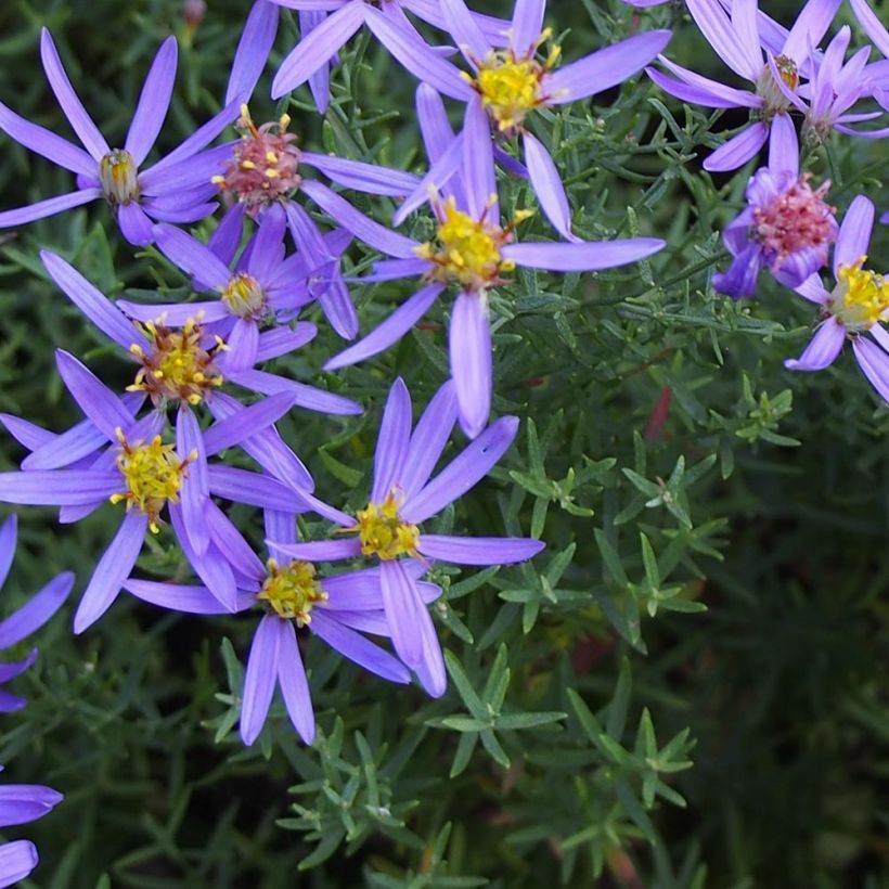 Aster sedifolius Nanus (Foliage)