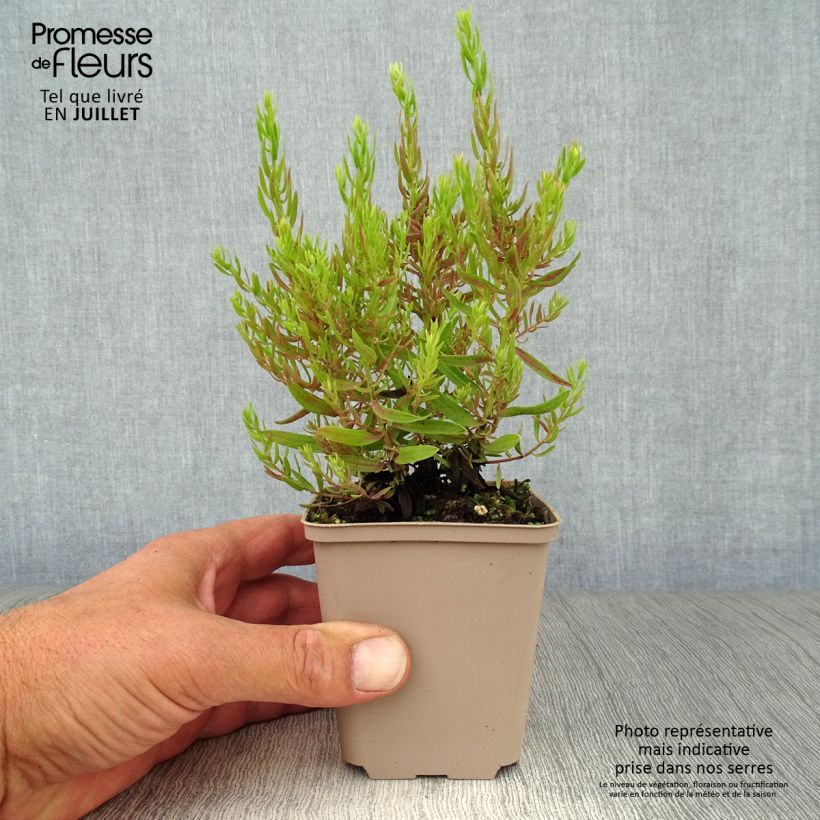 Aster sedifolius Nanus 8/9 cm pot sample as delivered in summer