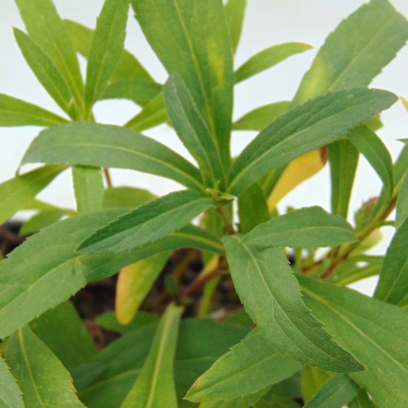 Aster sibiricus (Foliage)