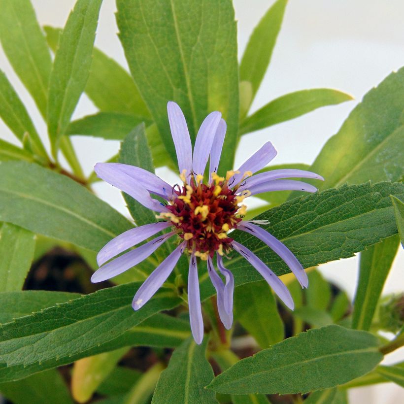 Aster sibiricus (Flowering)