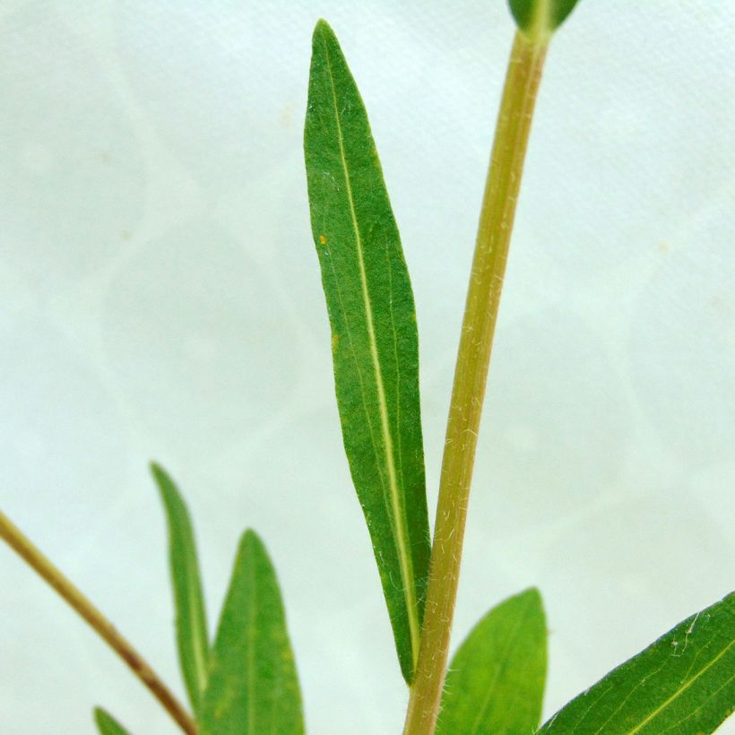 Aster tongolensis Berggarten (Foliage)