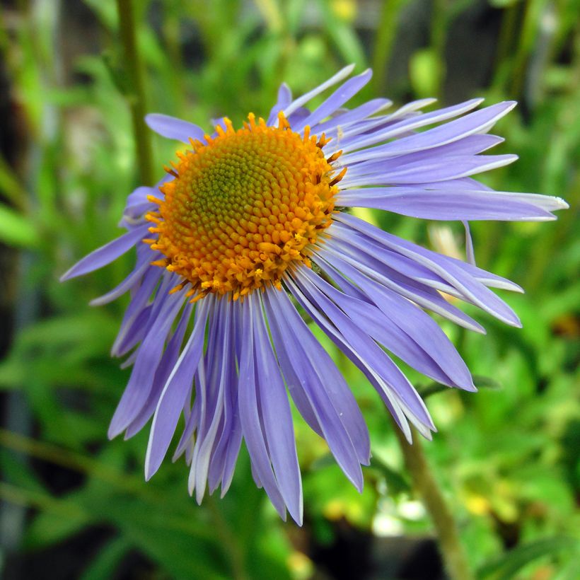 Aster tongolensis Berggarten (Flowering)