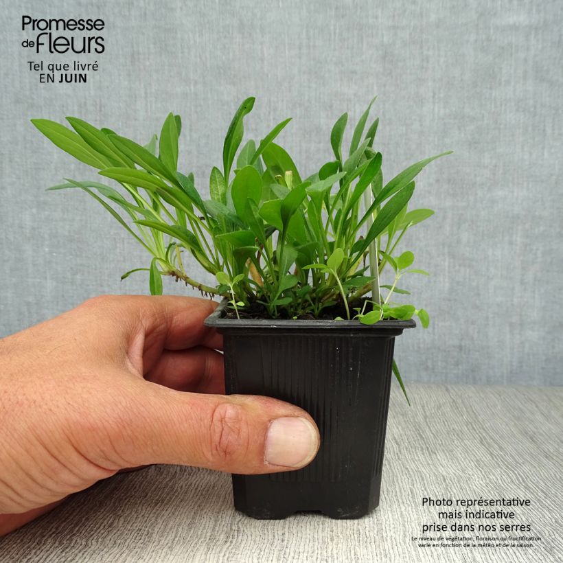 Aster tongolensis Berggarten 8/9 cm pot sample as delivered in summer