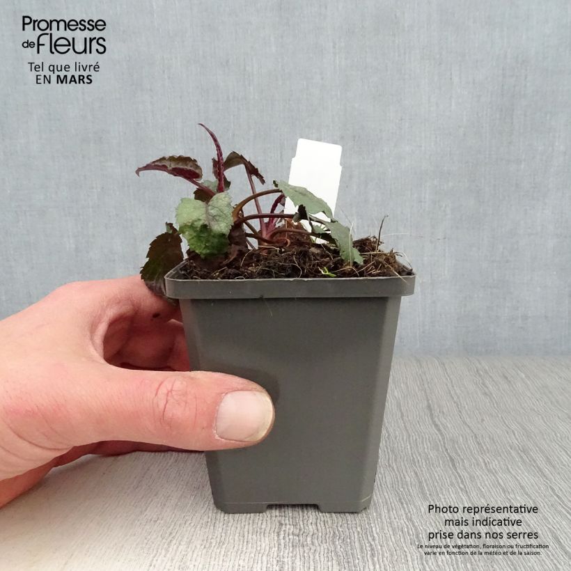 Aster tradescantii - Aster d'automne Godet de 8/9 cm sample as delivered in spring