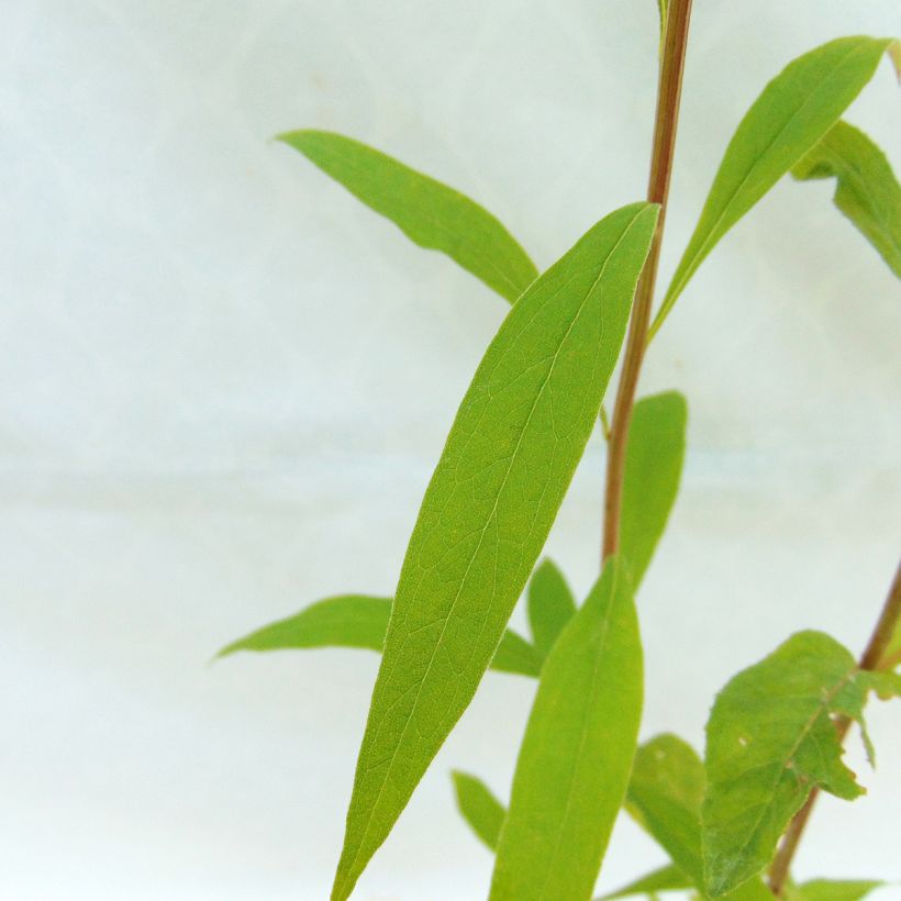 Aster umbellatus Weisser Schirm (Foliage)