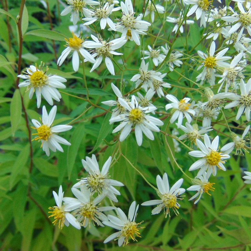 Aster umbellatus Weisser Schirm (Flowering)