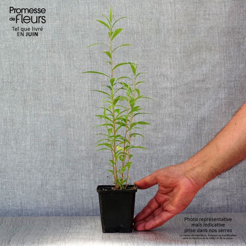 Aster umbellatus Weisser Schirm 8/9 cm pot sample as delivered in summer