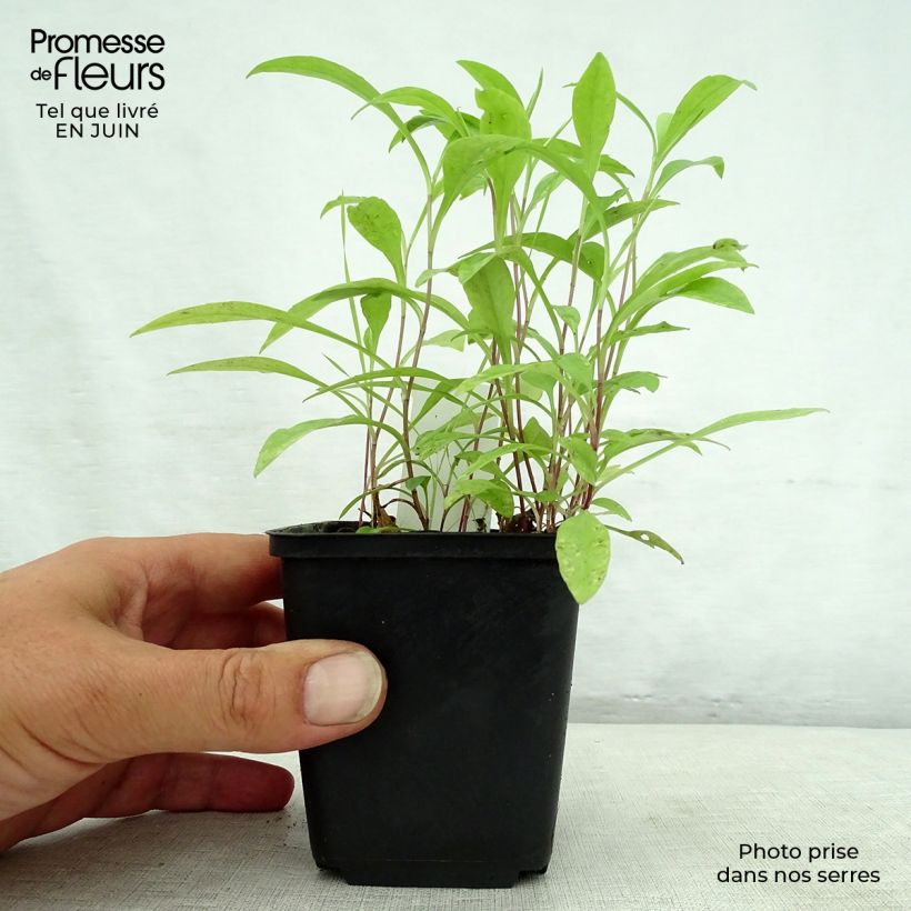 Aster versicolor Altweibersommer 8/9 cm pot sample as delivered in summer