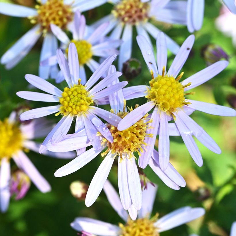 Aster ageratoides Adustus Nanus (Flowering)