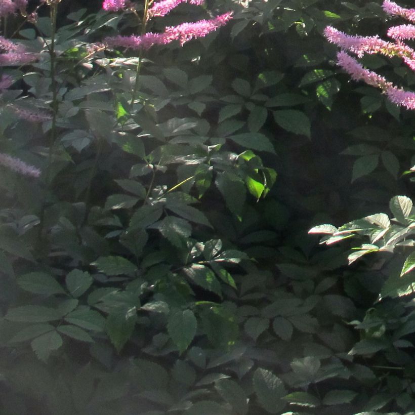 Astilbe Amerika (Foliage)