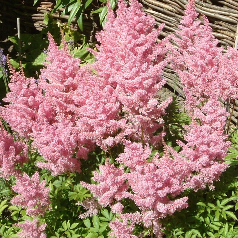 Astilbe Amerika (Flowering)