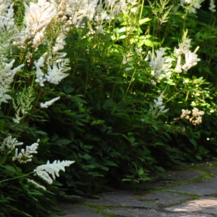 Astilbe Avalanche (Foliage)