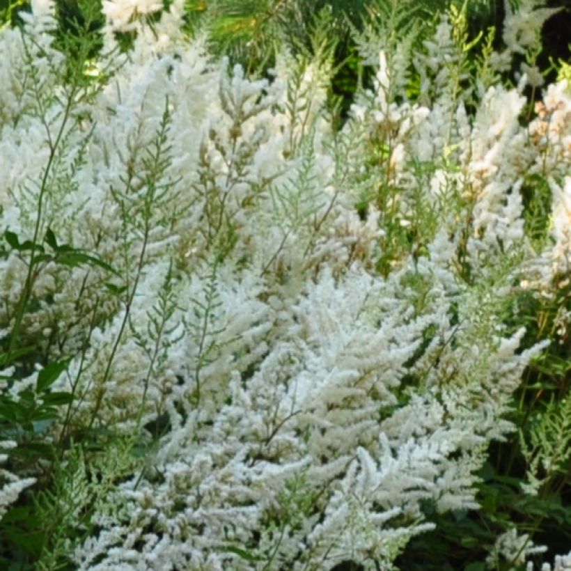 Astilbe Avalanche (Flowering)